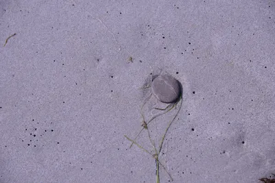 DSC_2200 (Large).JPG